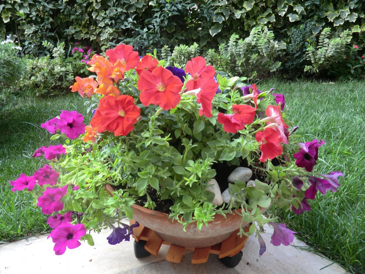 Bed and Breakfast Il Giardino Di Alisa Тиволи Экстерьер фото